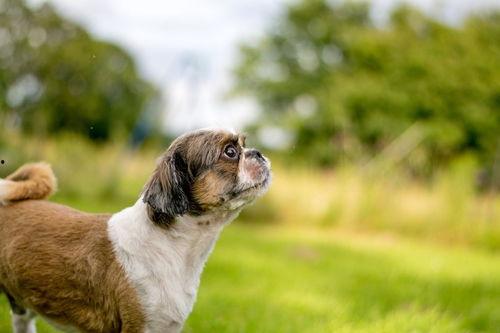 狗狗最新爆料视频下载,萌宠日常大曝光！  第1张